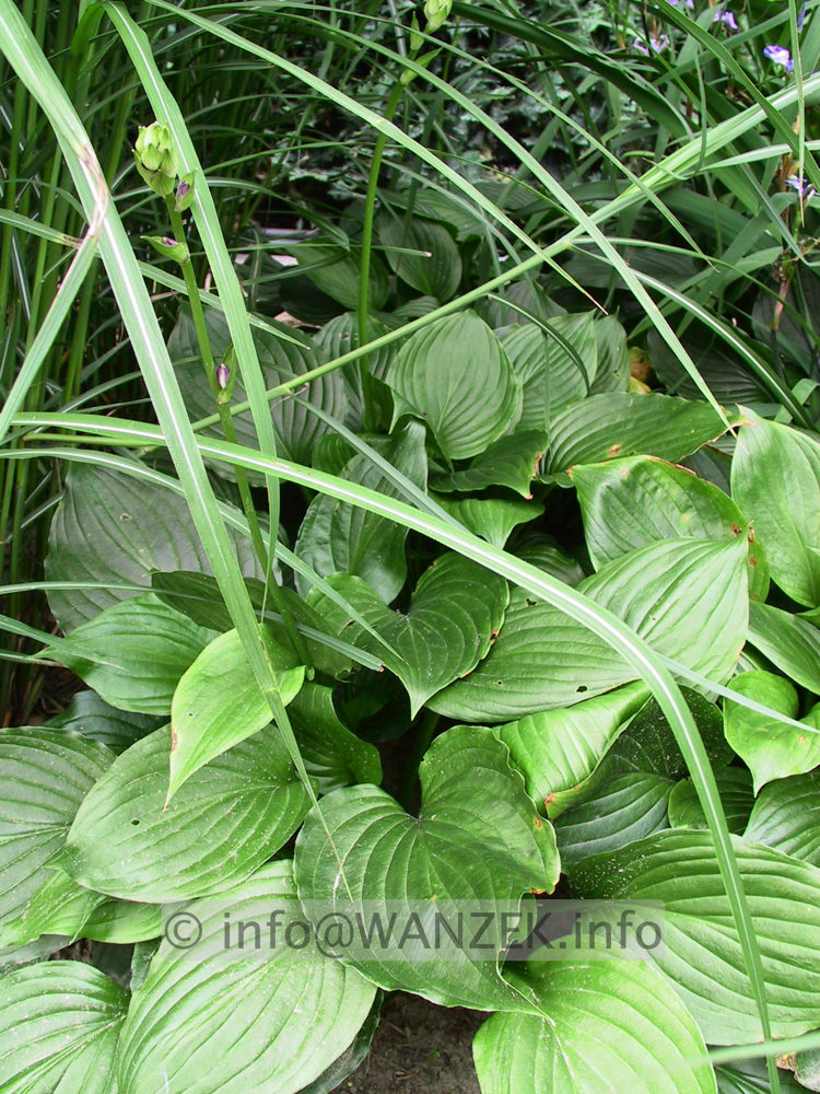 Hosta Hybride Gruene Dame 05.jpg